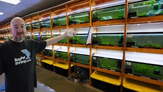 A humble man with 129 Shrimp tanks. BuyPetShrimp.com