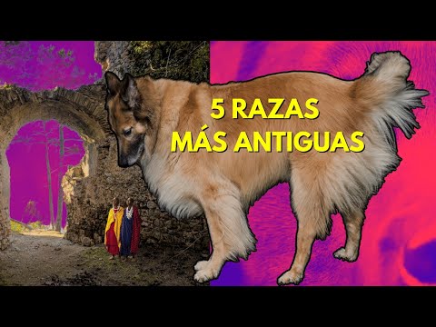 LAS 5 RAZAS DE PERRO MÁS ANTIGUAS DEL MUNDO.