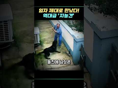 임자 제대로 만났다! 역대급 '지능견'