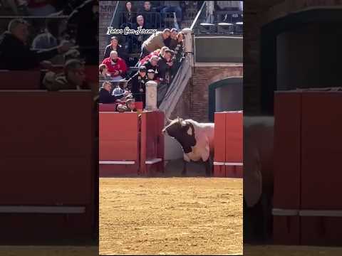 ¡¡Cuidado con este toro!! 😮🐃