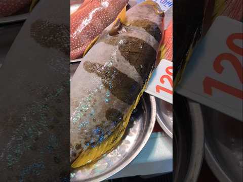 Yellow Grouper/Benjie Gonzales tv