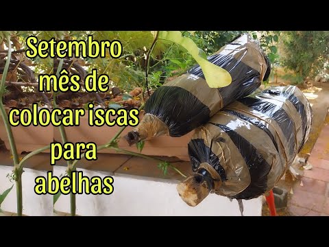 Colocando iscas para capturar abelhas sem ferrão.