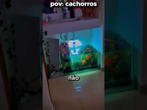 😂 99% FALHAM! TENTE NÃO RIR — VÍDEO COMPLETO NO CANAL
