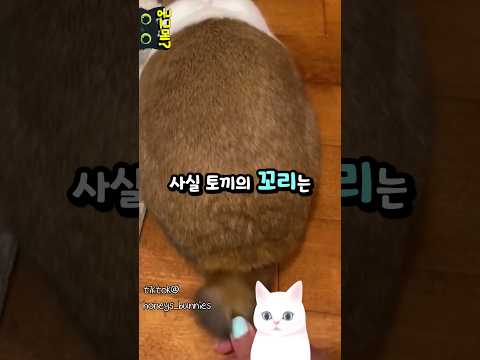 당신은 지금까지 토끼에게 속아왔다