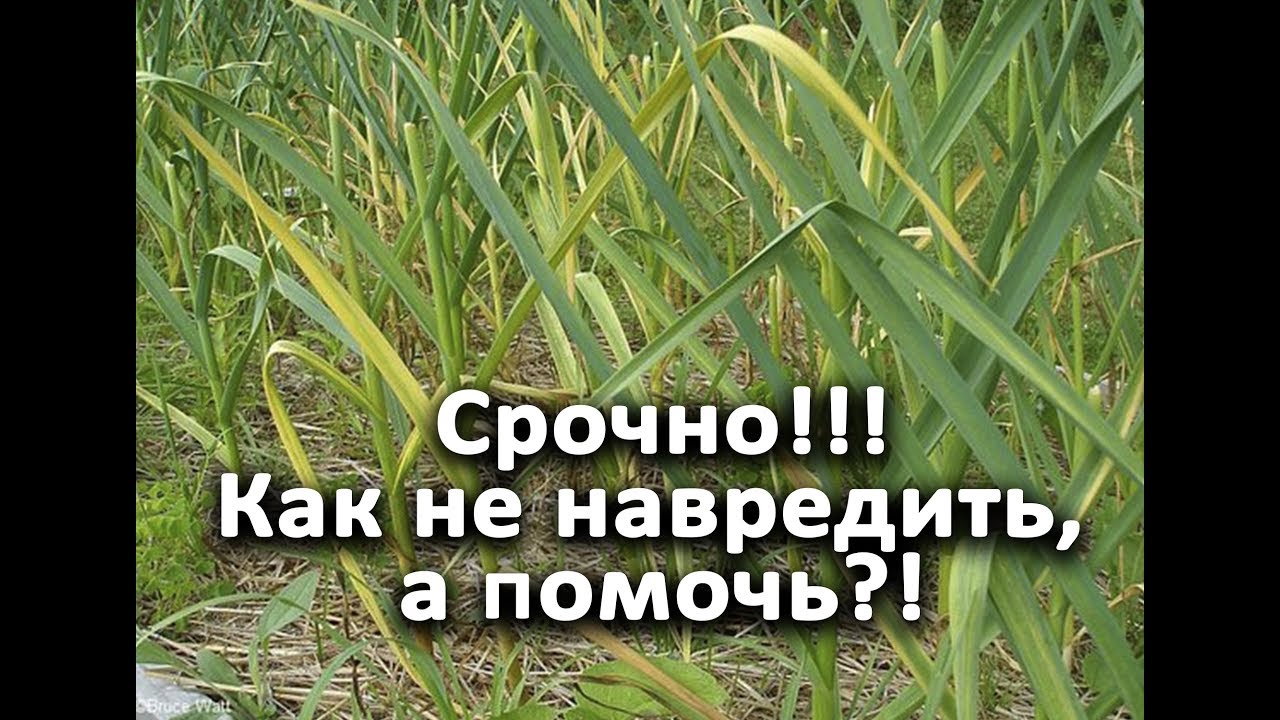 Желтеют листья у лука и чеснока: как не навредить, а помочь!