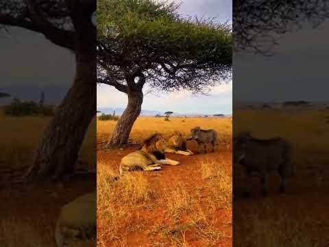 WARTHOG VS LION ๐ฆ FUNNY MOMENTS ๐