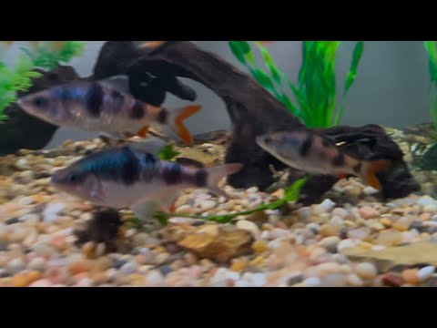 The Arulius Barb_ Best Dither Fish For Big Mean Ci 