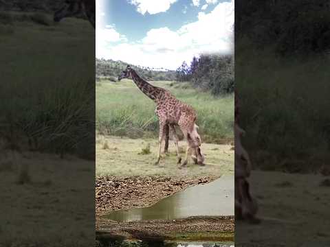 the lions were shocked as the giraffe fell|| #shorts #facts #animal