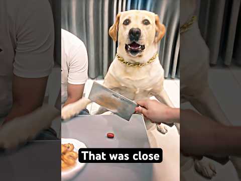 Bro got some reflexes🐶🤣 #bromas #funny #funnymoments #memes #chinatiktok #china
