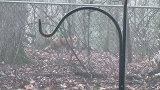 Vesper and fox (fourth video)