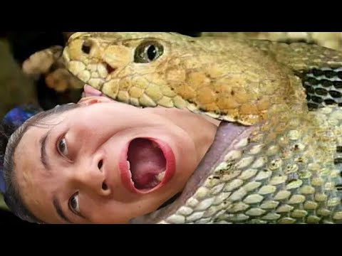 VIDEO FULL: 365 Days How to find vegetables and fruits to take to the market to sell - gardening