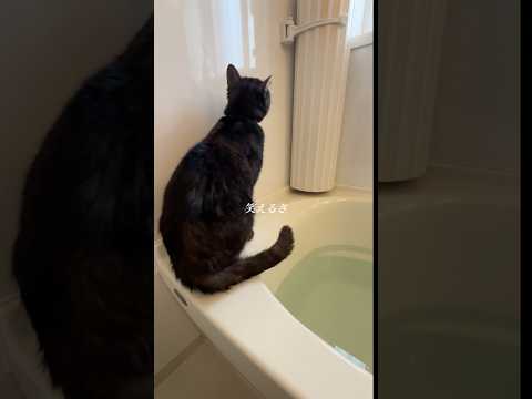 忘れたフリをしたんだよ🐈⬛🛁【#シルエット /#kanaboon 】#vtuber #vsinger #歌ってみた #カバー#cover #ねこ #cat #japan #お風呂 #アカペラ