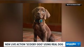 Real dog casted as Scooby-Doo in Netflix series
