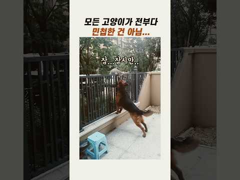 모든 고양이가 다 민첩한건 아님 #웃긴고양이 #야옹이 #냥이