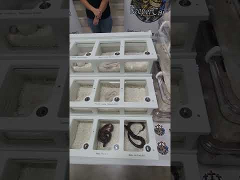 Our New Reptile Show Setup