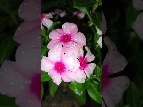 Pink 🩷 vinca flowers beauty #garden #gardenplants #ytshorts