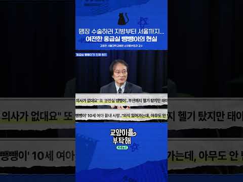 <strong>맹장</strong> 수술하러 지방부터 서울까지... 여전한 응급실 뺑뺑이의 현실 #교양이를부탁해 #필수의료 #소아심장 #소아흉부외과 #선천성심장병 #서울대병원 #김웅한 #응급실뺑뺑이