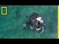 Seals and Sharks: Survival Strategies