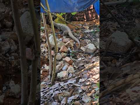 Today's guest#viral #reptiles