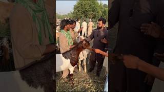 Is Eid Par Zimendaron Ke Halat | Eid2026 | Asghar Ch Vlogs | Short Video | Qurbani Ki Viral Video