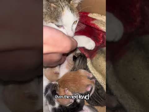 Can mice really coexist peacefully with cats?