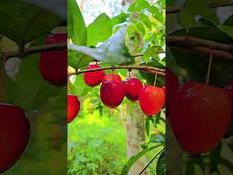 The fall of the strawberry apple cinematic shoot #mobilevideography #mobilevideoediting