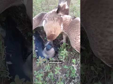 Uwak vs Agila #KaBungkor