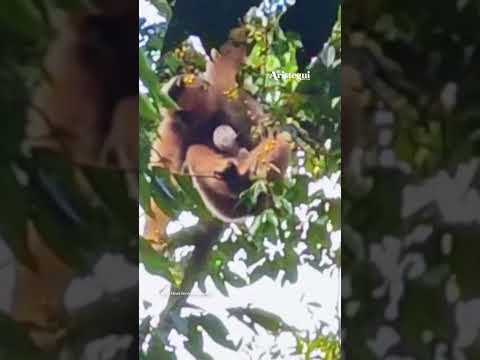 Nace una rara cria de gibón crestado negro occidental en Yunnan, China