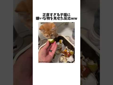 猫の動画サムネイル - 子猫にイヤイヤ期がくると…