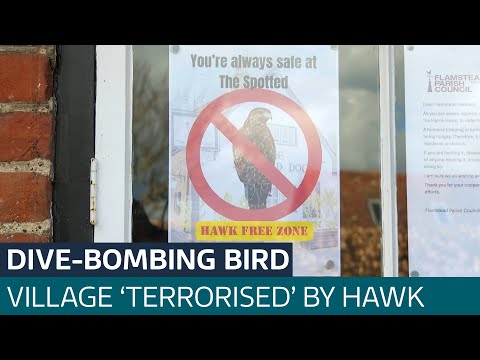 Hertfordshire village 'terrorised' by dive-bombing hawk