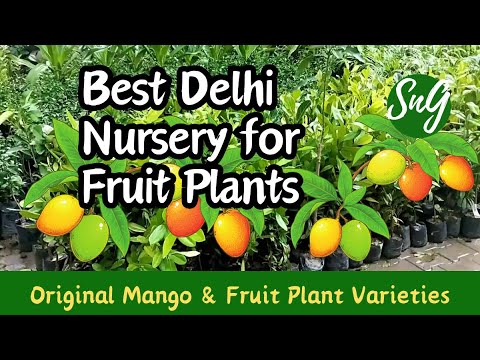 Best Nursery For Pusa & CISH Mango & Fruit Plant - Pusa Nursery (Authorised)