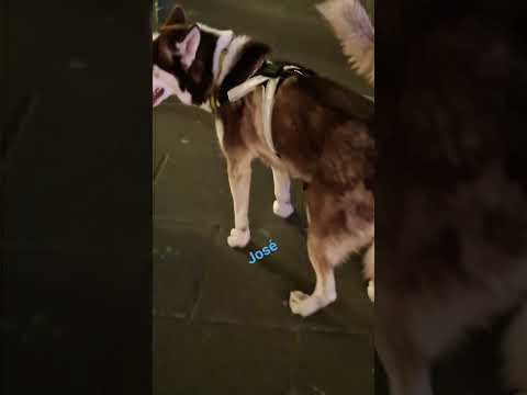 dinastía de perros en centro Histórico de robaron todas las miradas !