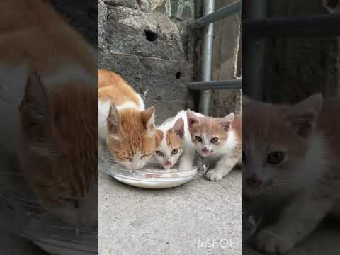 MANFAAT HEBAT DARI MEMELIHARA KUCING
