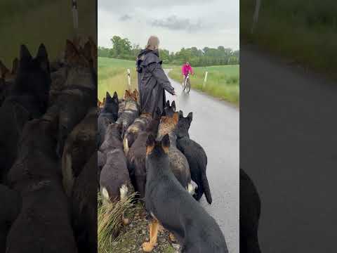 Hunderudel trifft Fahrrad #germanshepherd #animals
