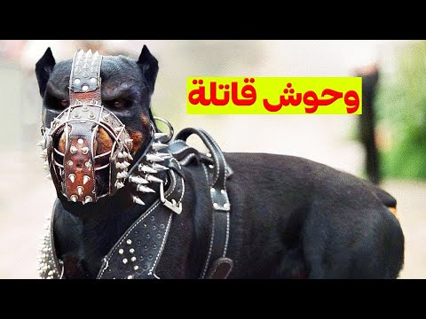 أخطر وأقوى 10 كلاب في العالم - الكلاب الأكثر شراسة وقوة على مر التاريخ!!