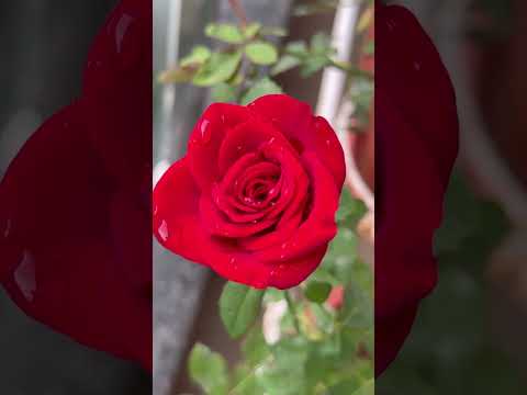 #reels #viralvideo #youtubeshorts #subscribe #trending #ytshorts #shortmusic #song #bgm #yt #love