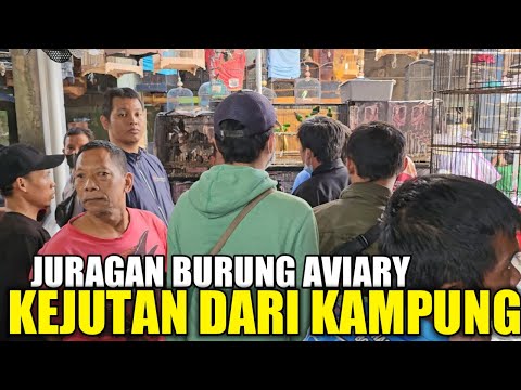 OLEH2 DARI KAMPUNG ! BURUNG ANTIK PENGHUNI AVIARY PALING DICARI DIJUAL UGAL UGALAN HARI INI