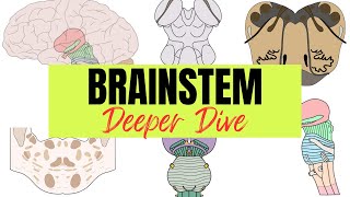 Brainstem - Deeper Dive