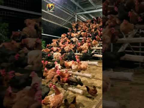 Mischievous chickens. Egg-laying chicken farm. #chickenfarming