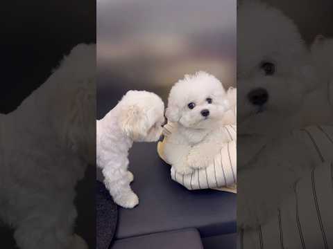 3살 말티쥬 언니한테 기강 잡힌 왈왈이ㅋ