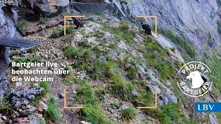 LBV-NPV-Bartgeierwebcam 2026 - Nische