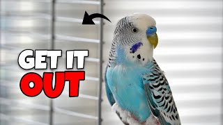How to Get Your Bird Out of the Cage (Without Stress or Biting)