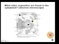 Cell Structure and Function Concepts