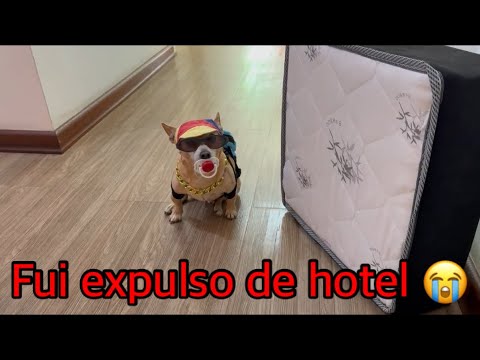 Pinscher foi expulso de hotel e ficou triste ￼