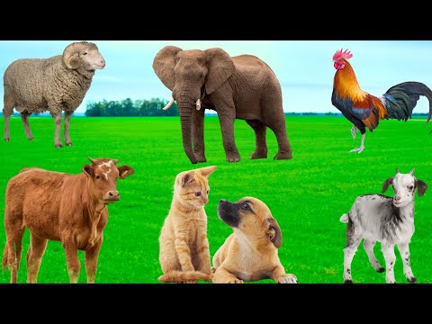 Cute Animal Moments: Sheep, Cows, Goats, Dogs, Chickens, Cats, Elephants - Animal Sounds