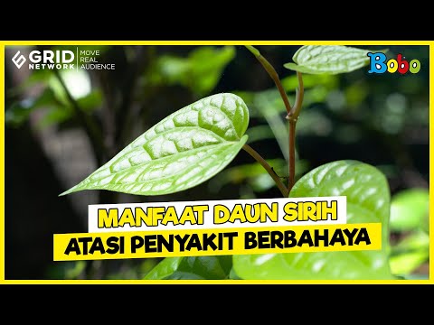 Manfaat Daun Sirih Atasi Penyakit Berbahaya