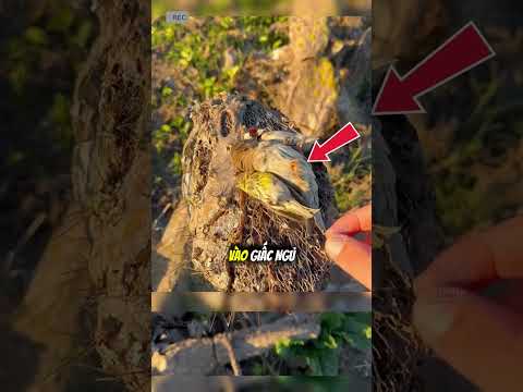 hóa ra đây là cách  loài chim này dùng để tồn tại