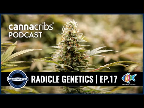 Breeding for Medicinal Strains and DNA-Tailored Cultivars - Radicle Genetics - David Esser (EP 17)