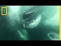 Humpback Whales and Their Feeding Behavior