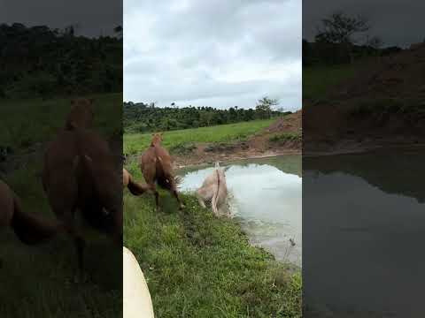 Xodó 💥😂 #fazenda #gado #boiadeira #vidanaroça #pecuaria #vidanocampo